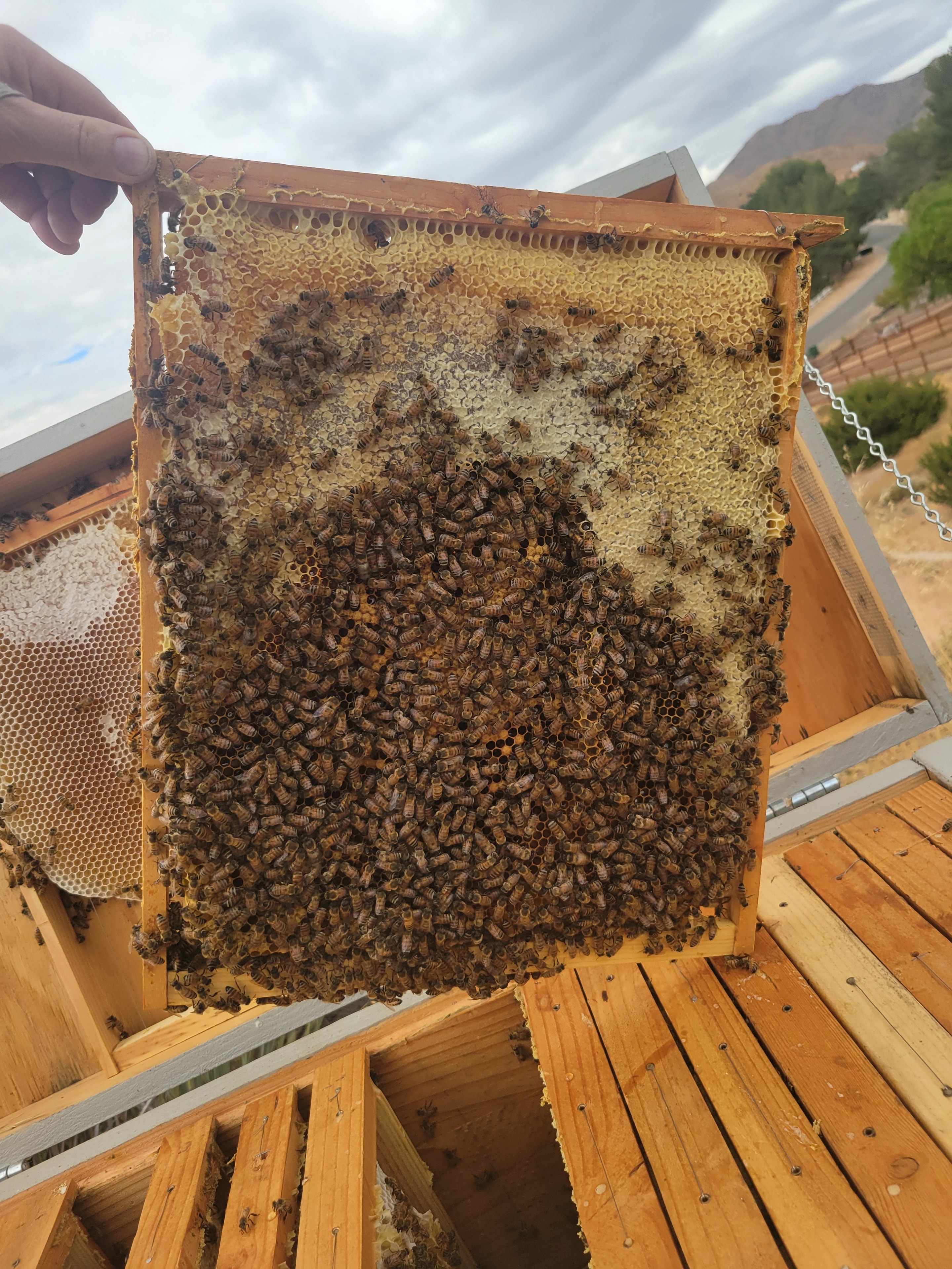 A frame of bees and honey from our hives at Tailings Pile Ranch