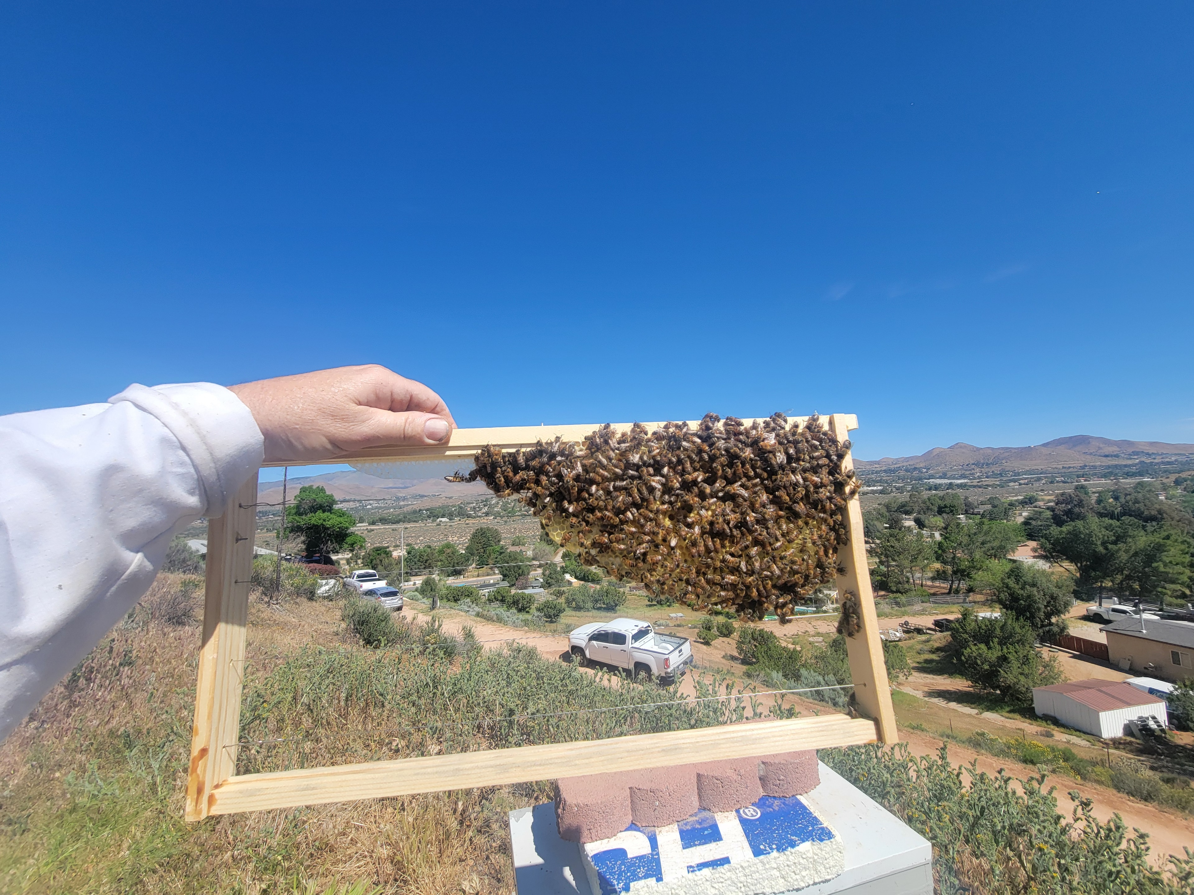 Beekeeper holding a frame of bees with the Acton valley and mountains in the background