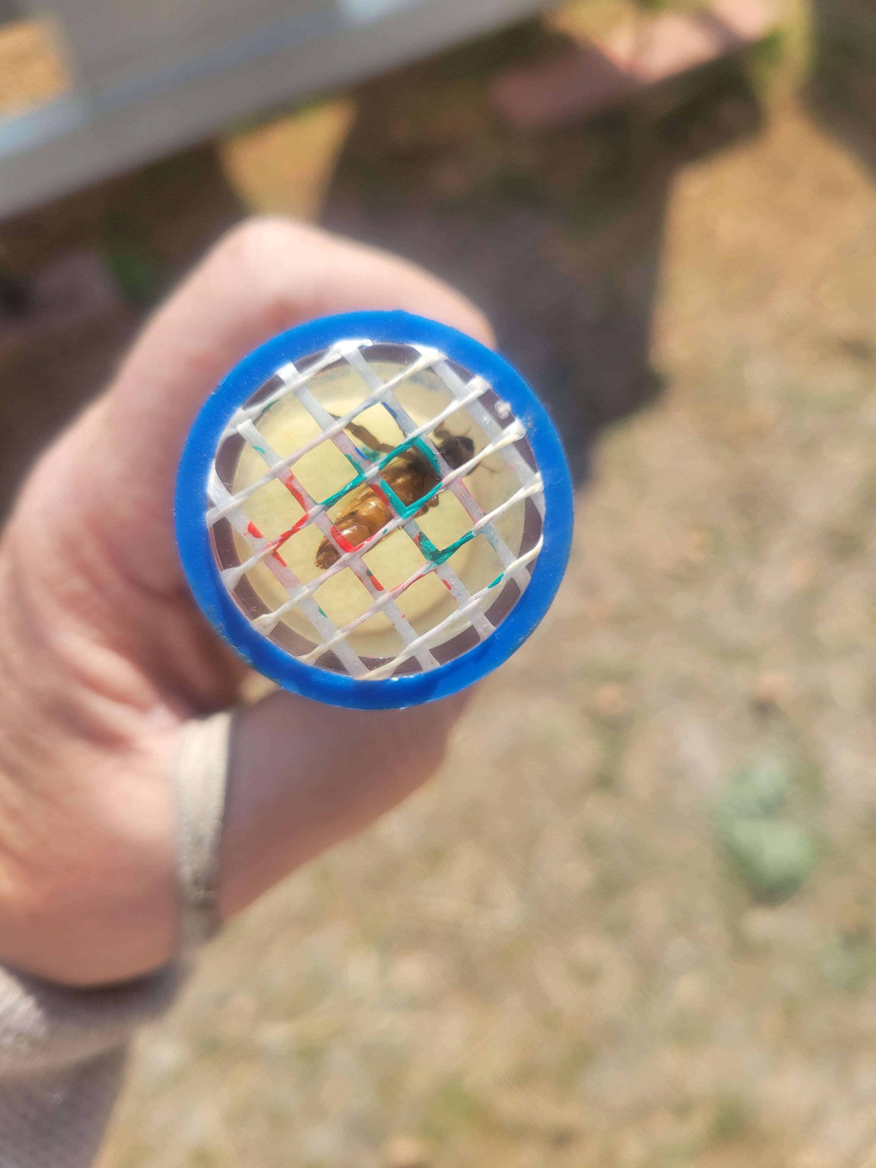 A locally raised queen held in a marking tool to track lineage